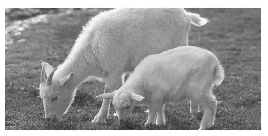 Wool Herringbone Newsboy Cap – Classic British Driver Flat Cap for Men